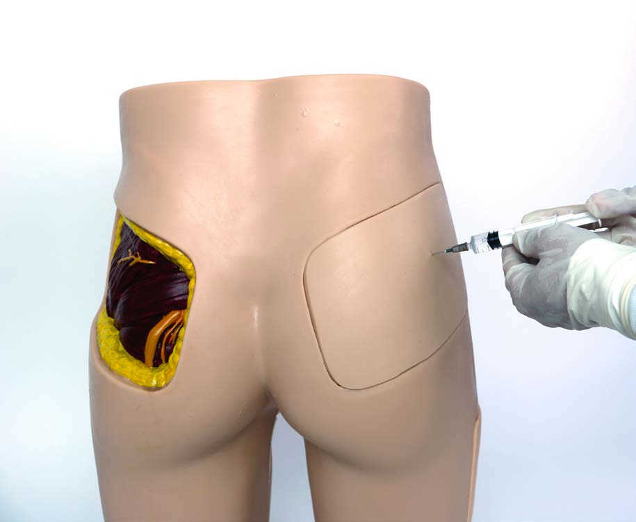 Buttock Injection Model (with Anatomical Structure)