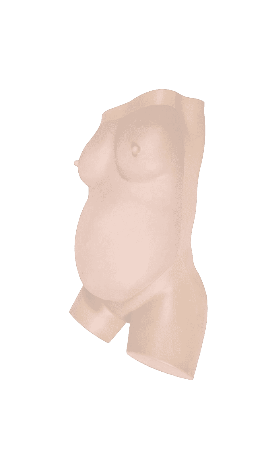 Prenatal Examination Ultrasound Model