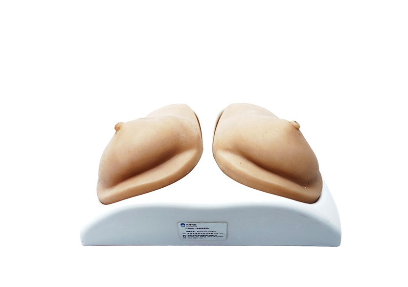 乳房超声检查模型